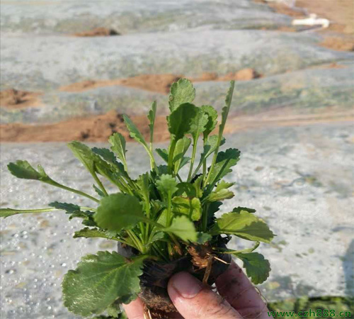 白晶菊的養(yǎng)殖方法 白晶菊種子的種植方法