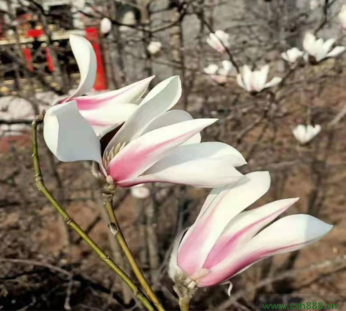 二喬玉蘭什么時間開花？ 常見的玉蘭種類有哪些？
