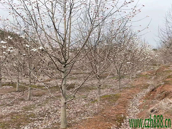 二喬玉蘭什么時間開花？ 常見的玉蘭種類有哪些？