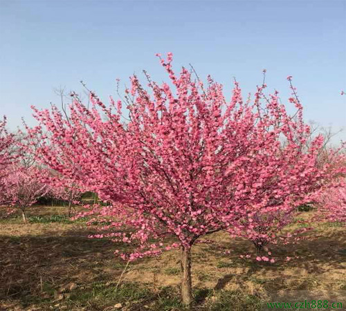 榆葉梅是什么樹種？ 喬木與灌木的區(qū)別