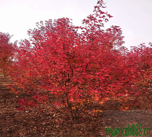 美國(guó)紅楓的培育方法 培育美國(guó)紅楓的技巧