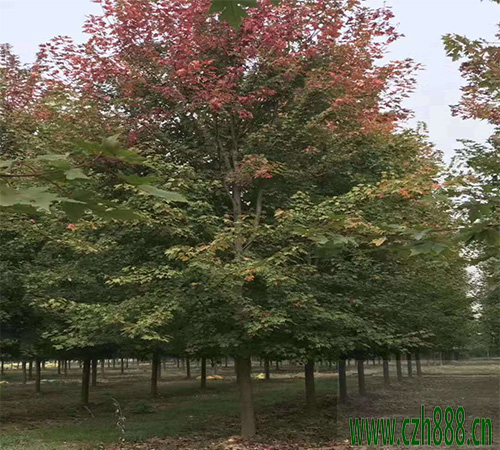 美國(guó)紅楓的培育方法 培育美國(guó)紅楓的技巧