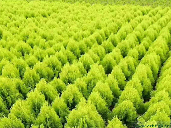 灑金柏的特點(diǎn)有哪些？ 灑金柏的價(jià)值