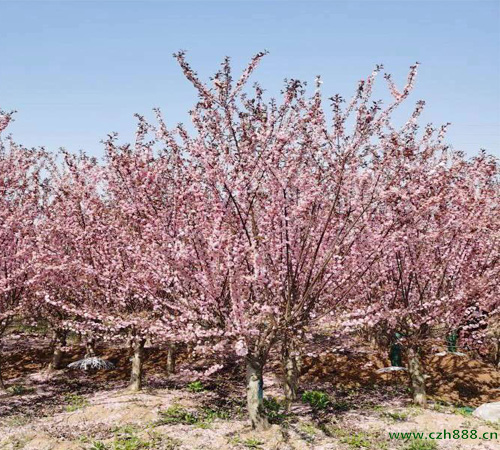 榆葉梅一年中什么時(shí)候開花？