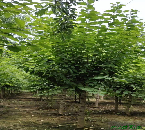 榆葉梅的品種都有哪些？