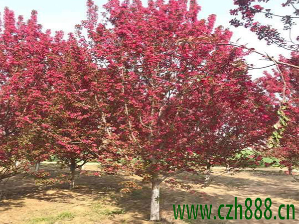 北美海棠種植方法有哪些？北美海棠如何栽培和養(yǎng)護管理