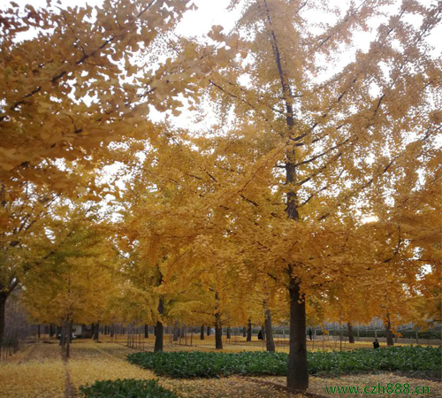 銀杏的后期管理 銀杏樹(shù)的種植養(yǎng)護(hù)