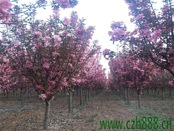 夏季如何養(yǎng)護(hù)北美海棠？ 北美海棠的夏季養(yǎng)護(hù)注意事項(xiàng)