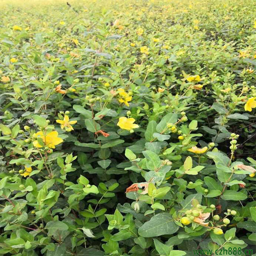金絲梅的培植方法 金絲梅的培植注意事項