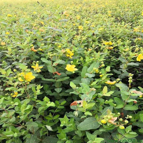 金絲梅的培植方法 金絲梅的培植注意事項