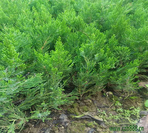 小龍柏的植物學(xué)特征是什么？ 小龍柏的主要用途有哪些？