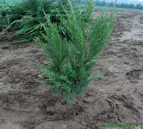 小龍柏的植物學(xué)特征是什么？ 小龍柏的主要用途有哪些？