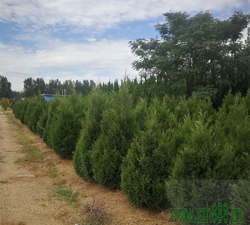 塔柏適合什么季節(jié)種植？ 塔柏種植的注意事項(xiàng)
