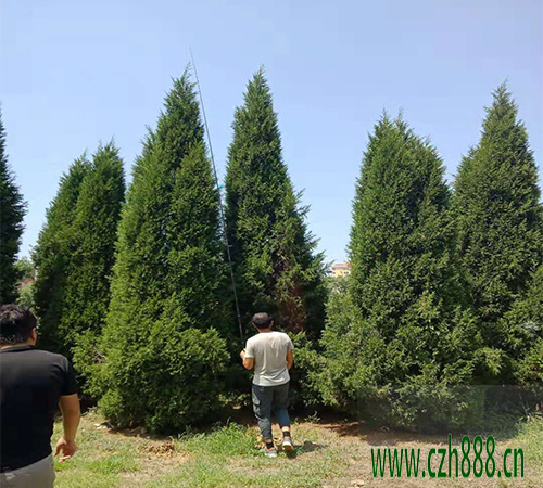 塔柏適合什么季節(jié)種植？ 塔柏種植的注意事項(xiàng)