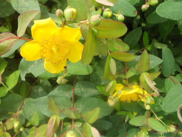 金絲梅的種植方法和細節(jié)介紹