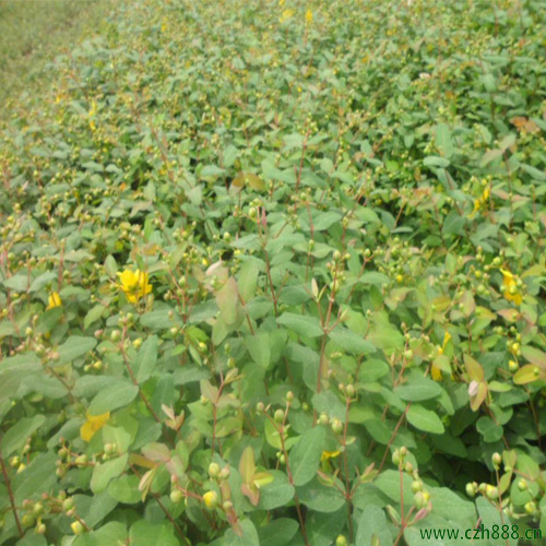 金絲梅的種植方法和細節(jié)介紹