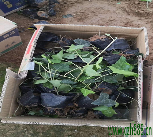 常青藤怎么養(yǎng)得好？要注意這些地方