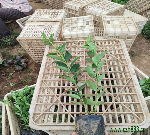 連翹怎么種植？連翹的種植技術(shù)分享