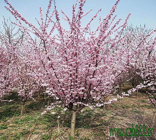 美人梅的花期可以調(diào)控嗎？ 美人梅花期調(diào)控