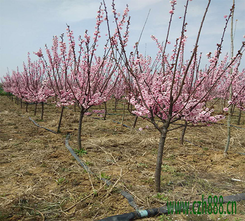 美人梅的花期可以調(diào)控嗎？ 美人梅花期調(diào)控