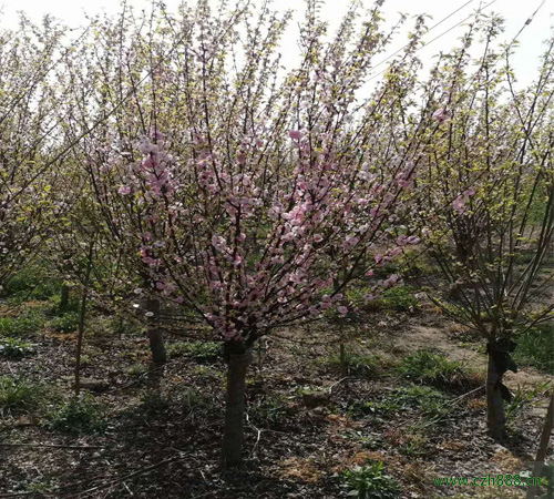 榆葉梅什么時(shí)候開(kāi)花? 榆葉梅的分布范圍