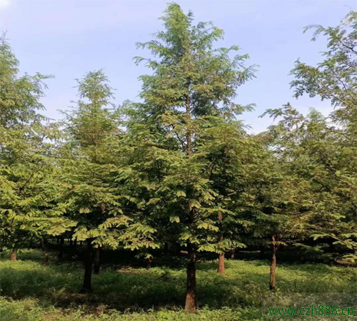 水杉適合什么時(shí)候移植？ 水杉移植的方法