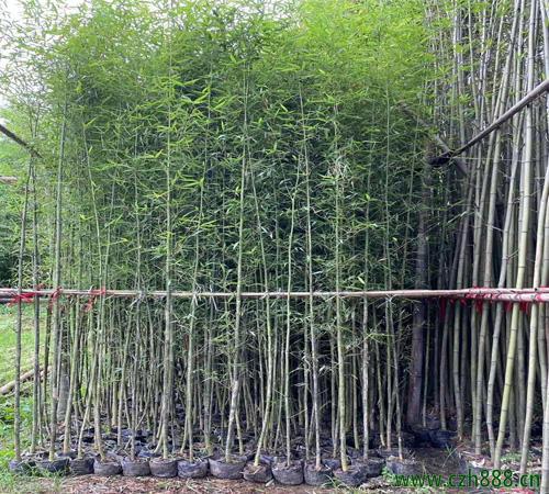 剛竹養(yǎng)植的方法 剛竹種植的注意事項(xiàng)