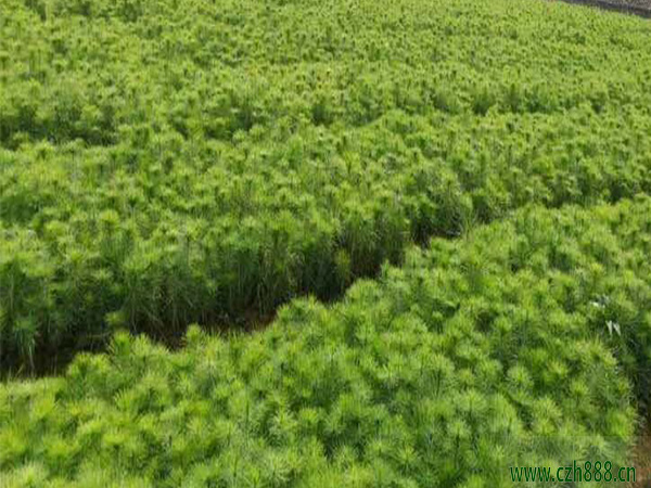 馬尾松樹苗種植有哪些方法？