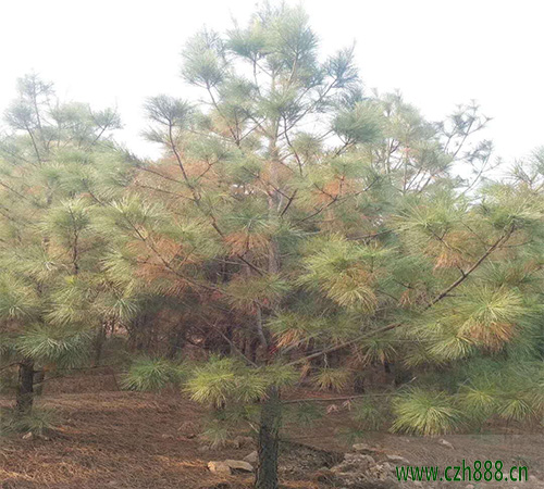 馬尾松樹如何種植？分享馬尾松樹栽培技術(shù)
