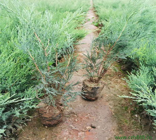 沙地柏種植方法和養(yǎng)護(hù)分享