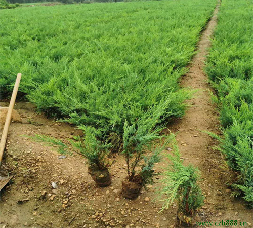 沙地柏種植方法和養(yǎng)護(hù)分享