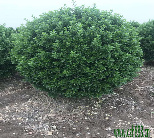 大葉黃楊球修剪要注意哪些細(xì)節(jié)？