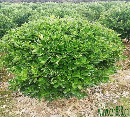 大葉黃楊球如何種植效果好？