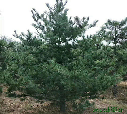 華山松怎么養(yǎng)護(hù)？華山松養(yǎng)護(hù)與管理方法介紹