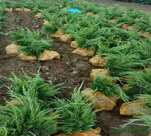 龍柏好不好種植？龍柏的栽植與養(yǎng)護(hù)方法