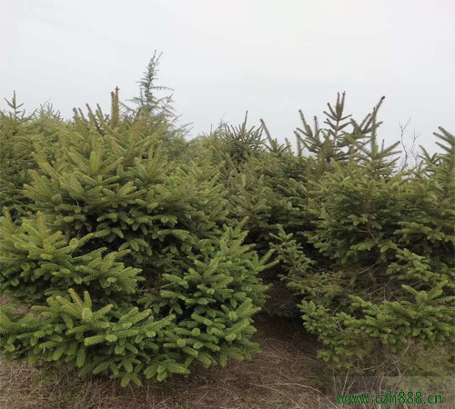 云杉如何種植容易成活？這些細(xì)節(jié)不能忽視