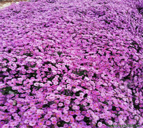 荷蘭菊花期如何養(yǎng)護(hù)效果好？