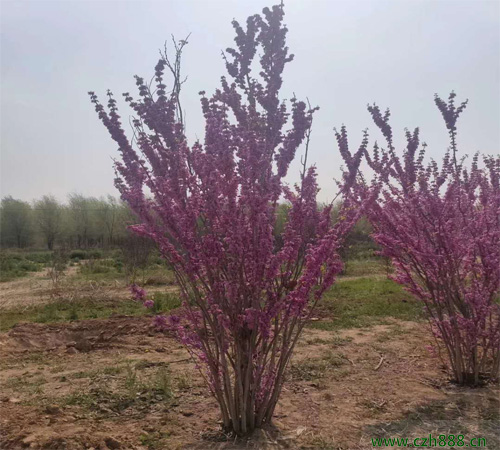 紫荊種子如何播種培育？ 紫荊培育的病蟲(chóng)害防治