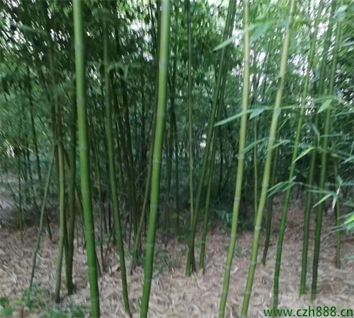 剛竹的培育繁殖方法 剛竹的病蟲害防治方法