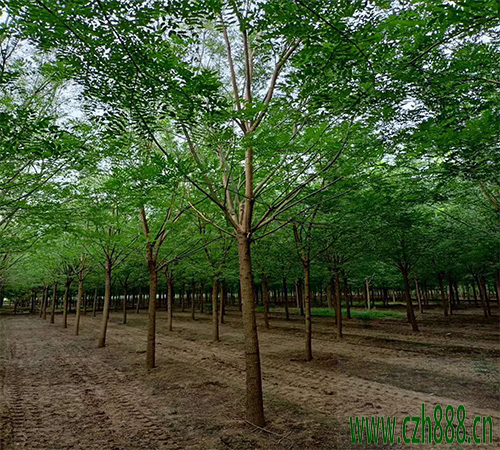 國槐和刺槐怎樣區(qū)分？ 國槐的形狀特征