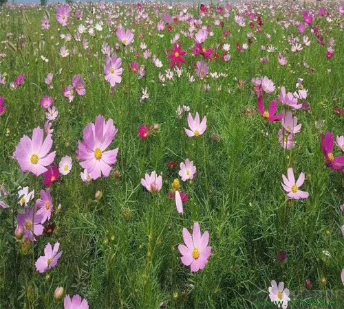 波斯菊如何培育？ 波斯菊的培育技術(shù)詳細(xì)介紹