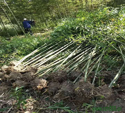 毛竹的種植和管理 毛竹的幼竹管理方法