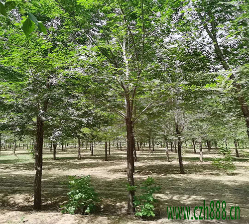 白榆種子如何育苗？白榆育苗方法詳細(xì)介紹