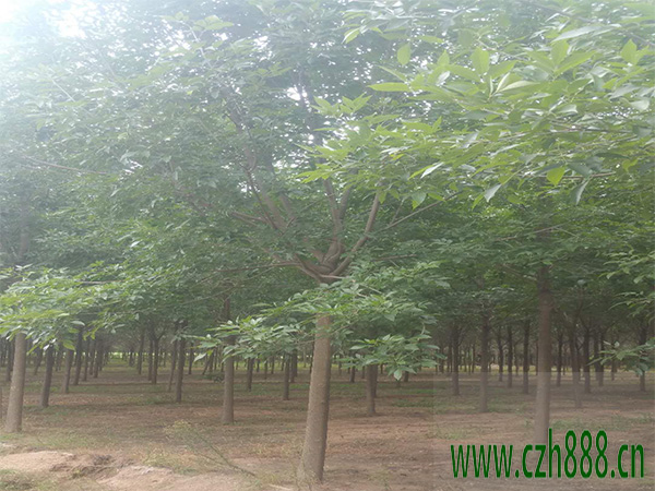 白榆種子如何育苗？白榆育苗方法詳細(xì)介紹