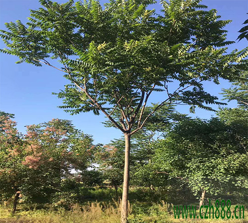 臭椿的種植價值 臭椿的育苗方法和養(yǎng)護管理