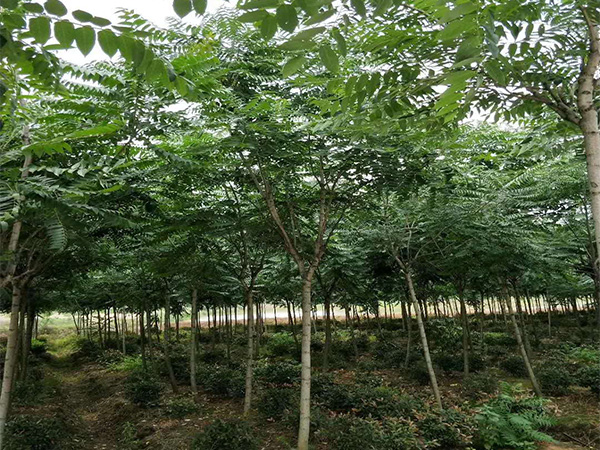 臭椿的種植價值 臭椿的育苗方法和養(yǎng)護管理