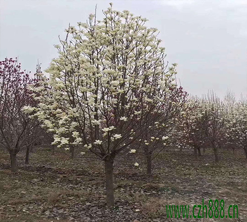 半枝蓮種植方法介紹 半枝蓮種子怎么種植？