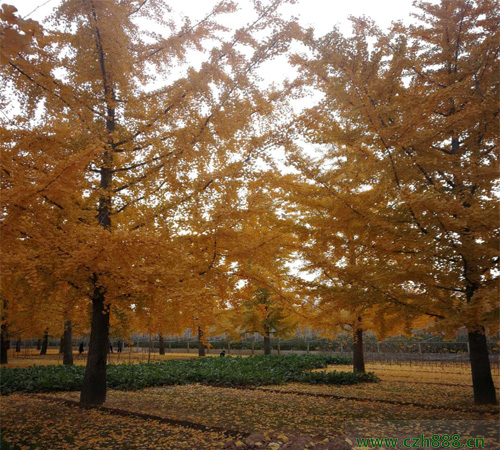銀杏養(yǎng)殖方法介紹，一起看看這些細節(jié)