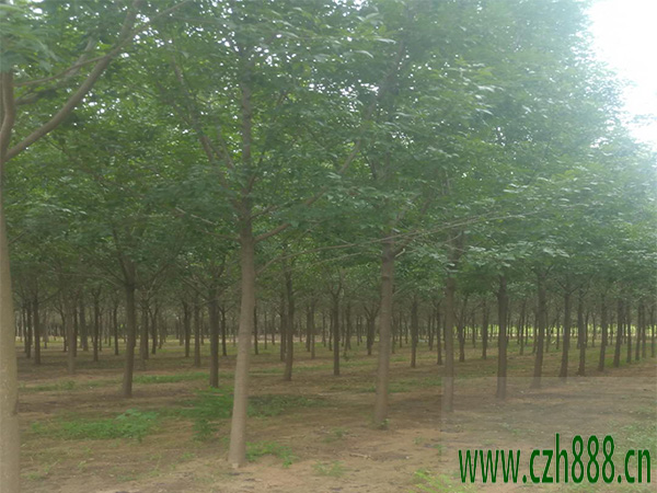 白蠟幼苗的養(yǎng)護(hù)管理 白蠟幼苗的病蟲害防治