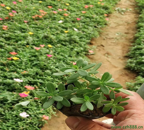 半枝蓮的種植方法 半枝蓮的種植方法詳細(xì)介紹